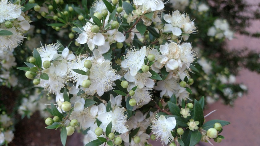 IMG_20180601_092442733