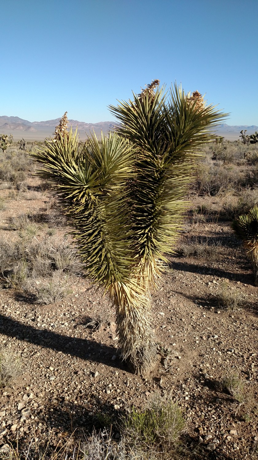 IMG_20180602_073507574