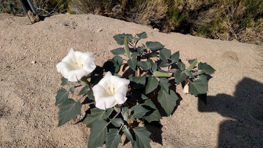 IMG_20180608_093756129