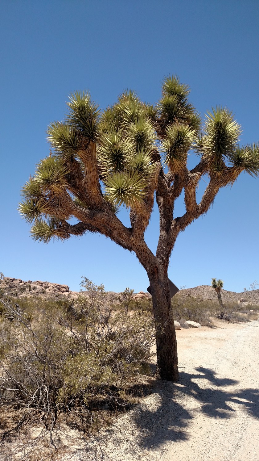 IMG_20180608_122053701