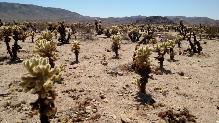 IMG_20180608_144748076