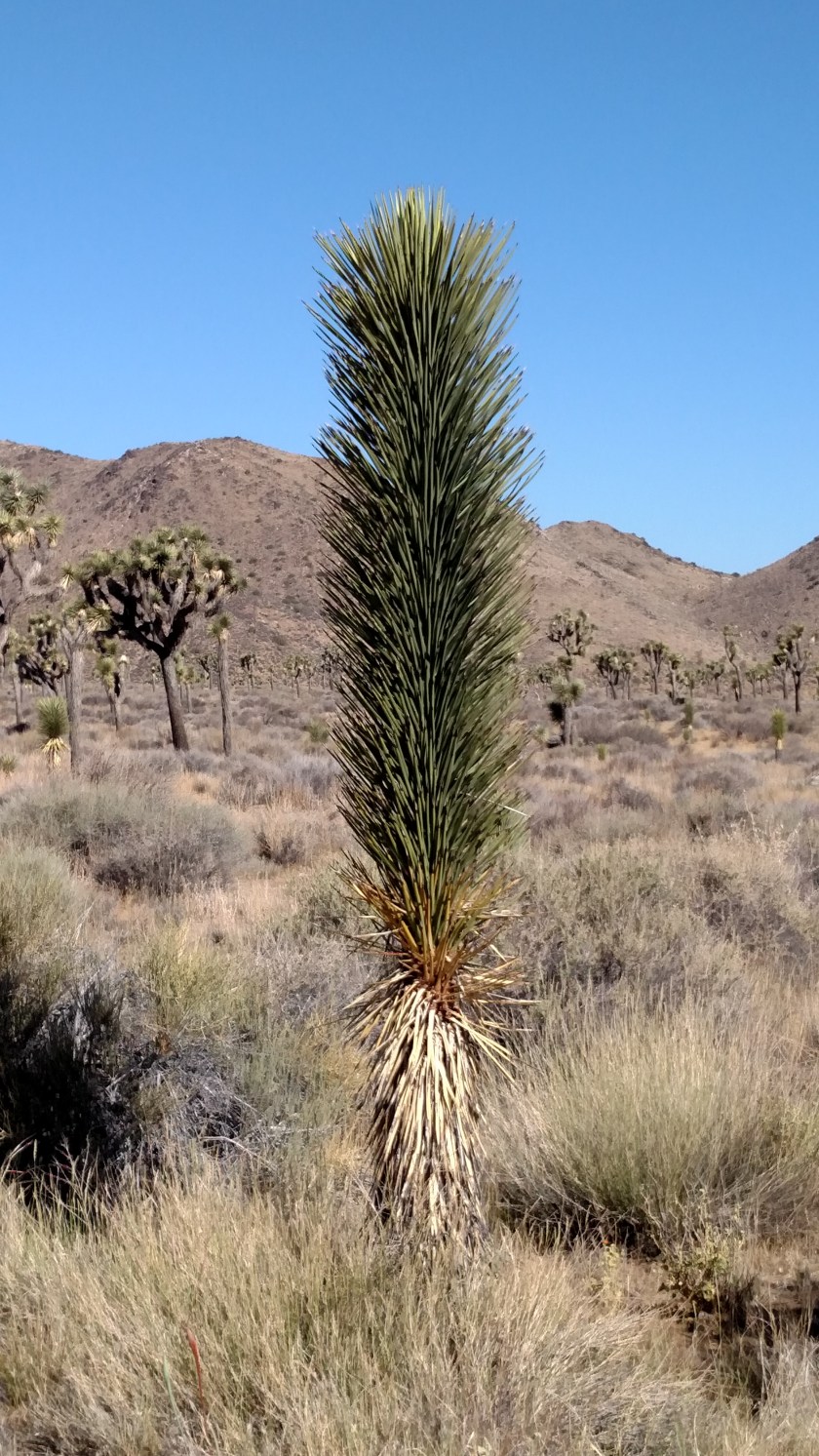 IMG_20180609_083731515