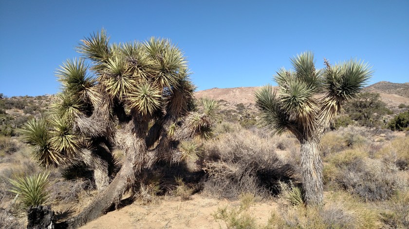 IMG_20180609_084546254