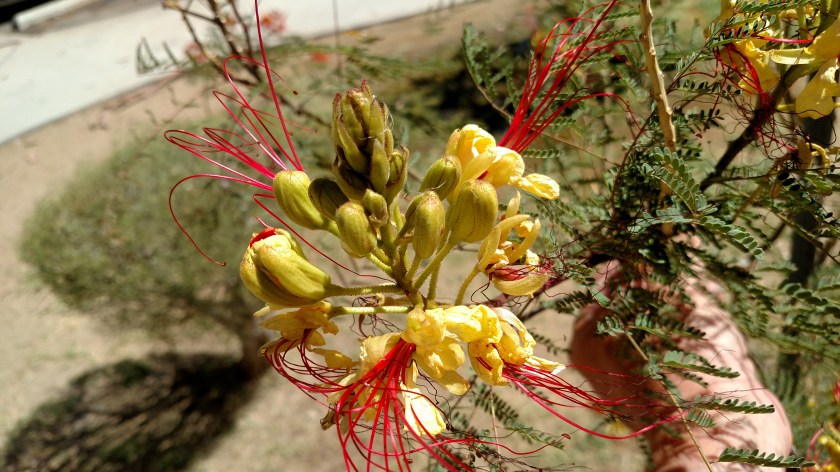 IMG_20180610_102437307