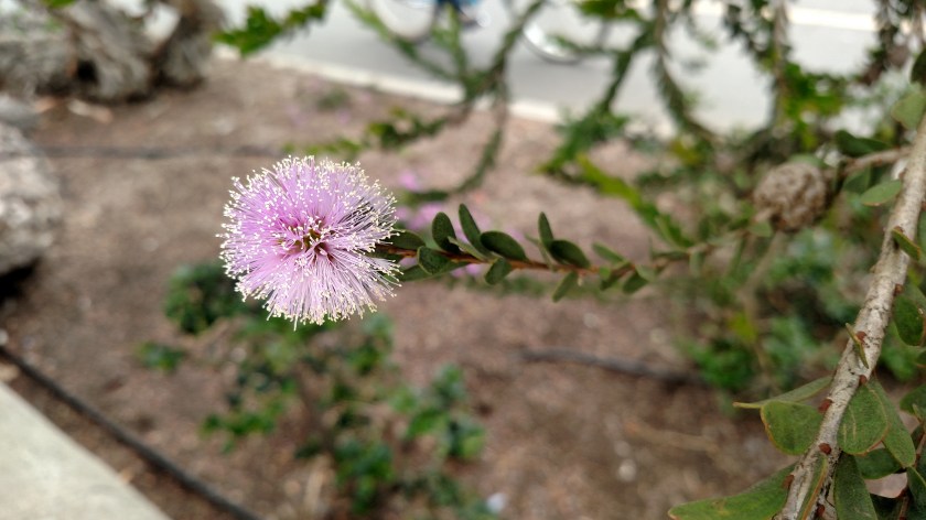 IMG_20180613_120013336