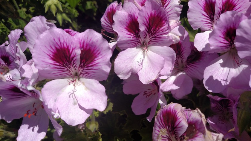 IMG_20180616_124644488