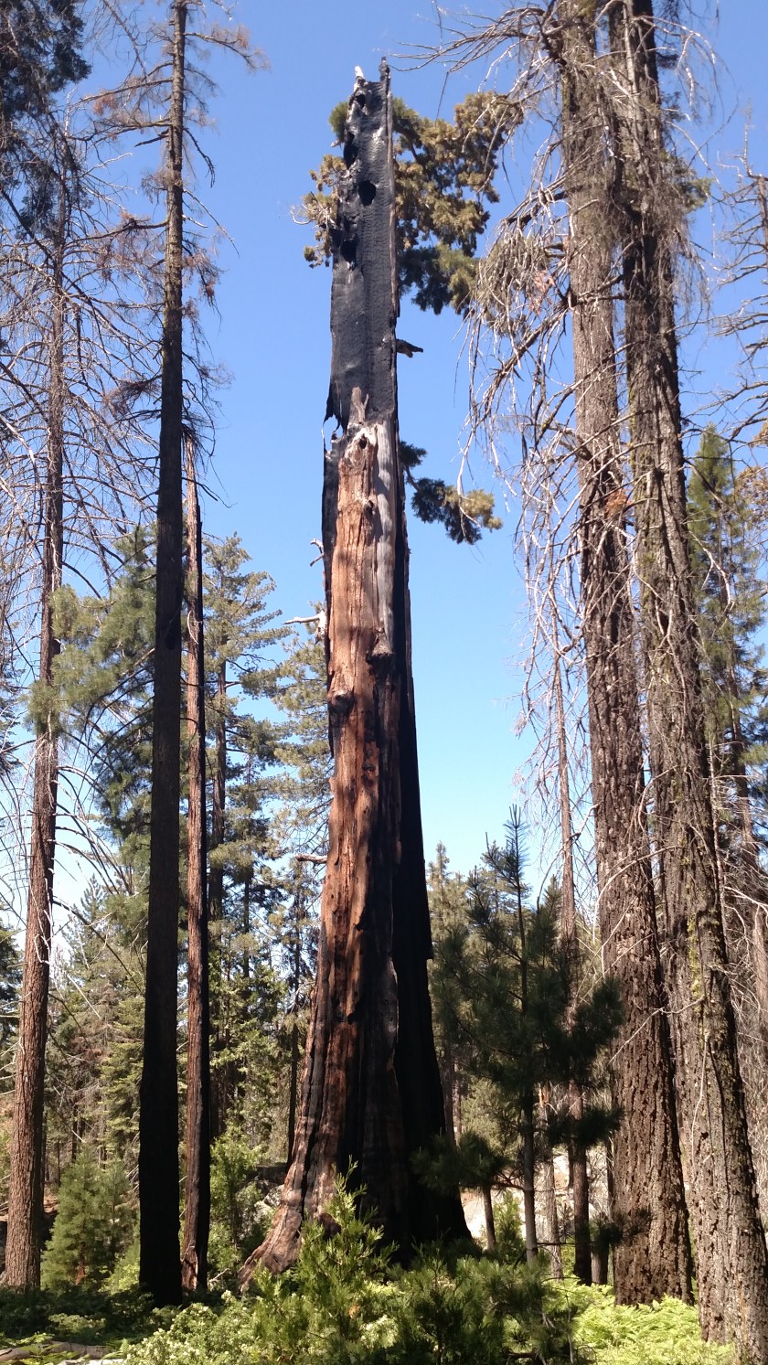 IMG_20180619_112343141