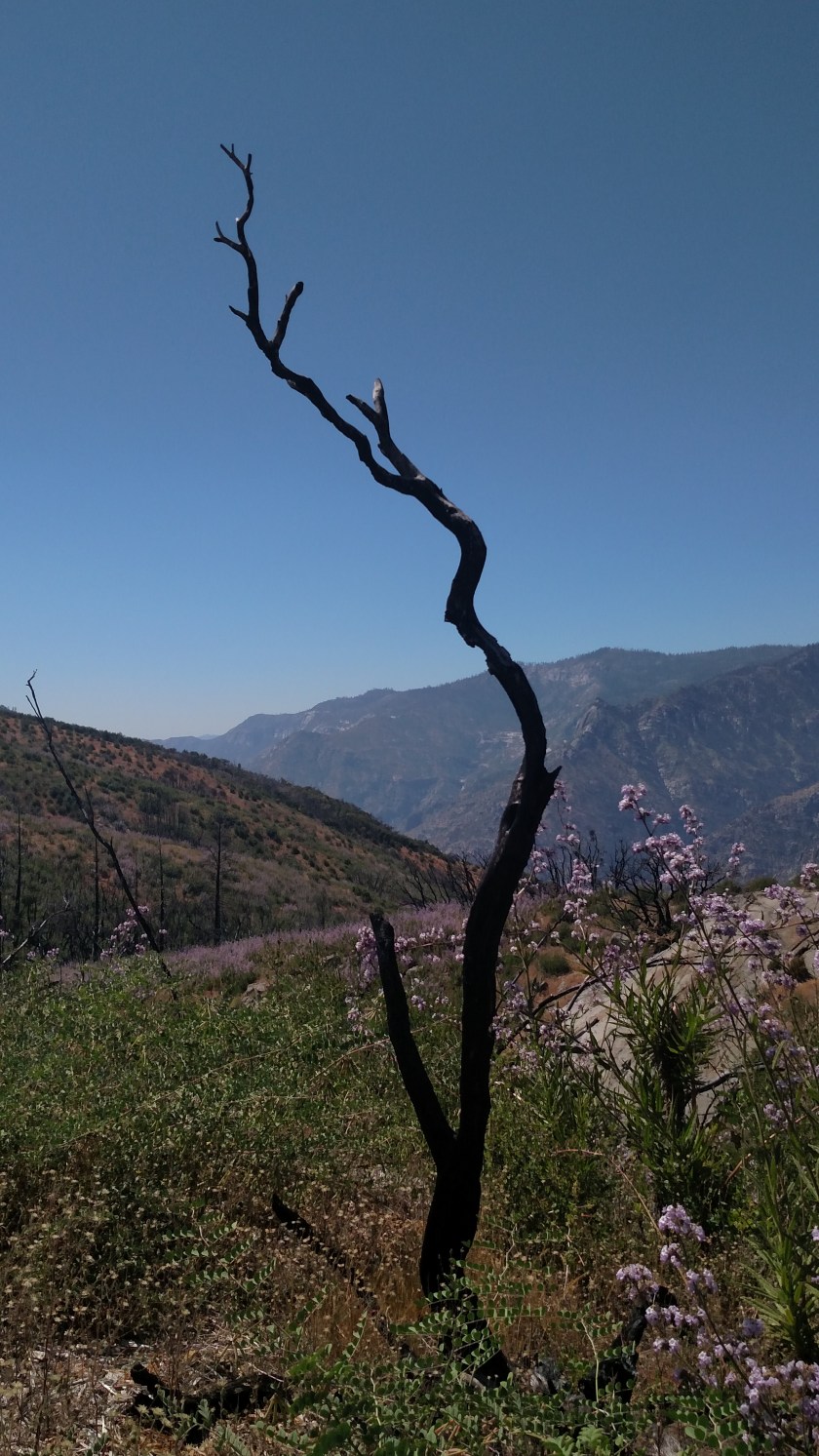 IMG_20180620_151558557