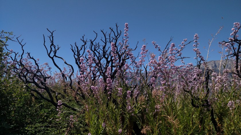 IMG_20180620_151932886