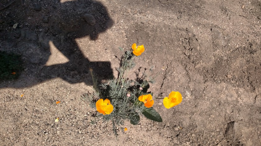 IMG_20180622_110420679