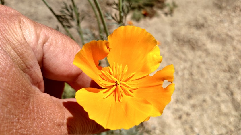 IMG_20180622_110443947_HDR