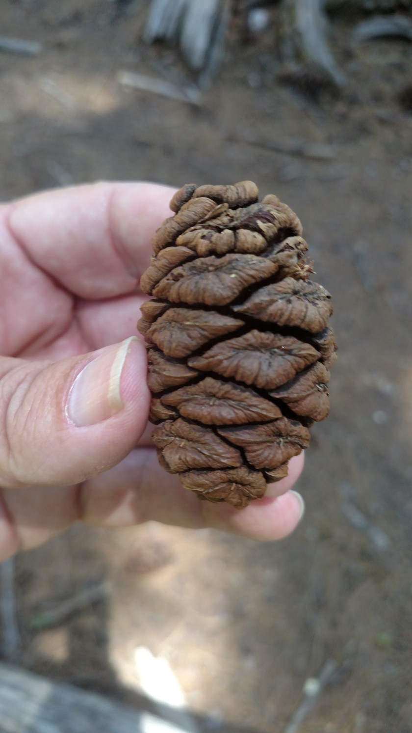 IMG_20180624_122211452