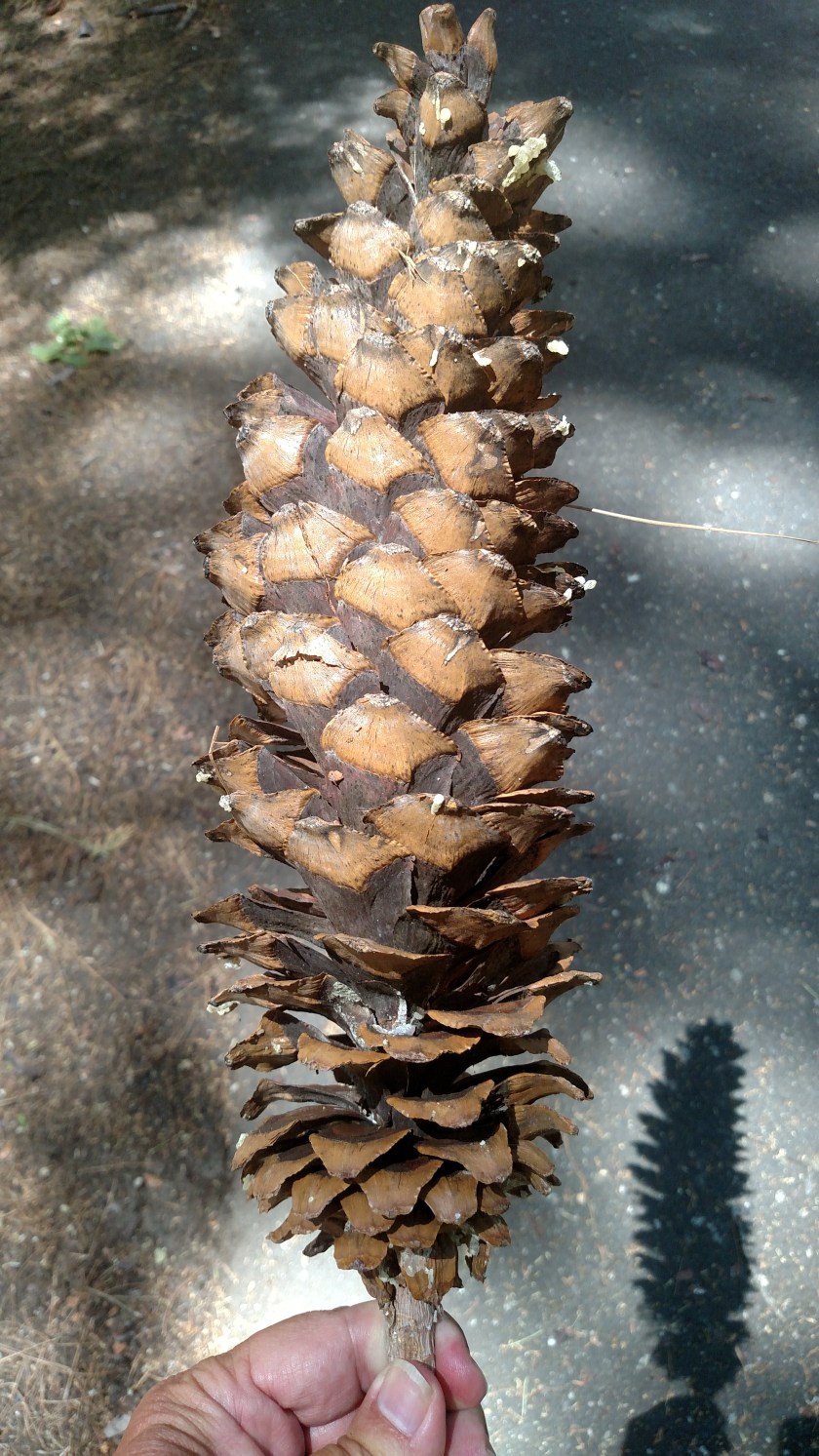 IMG_20180624_122316163