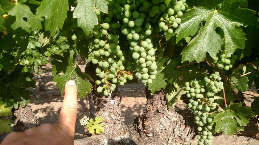 IMG_20180703_174409749