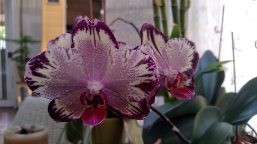 IMG_20180708_173922780