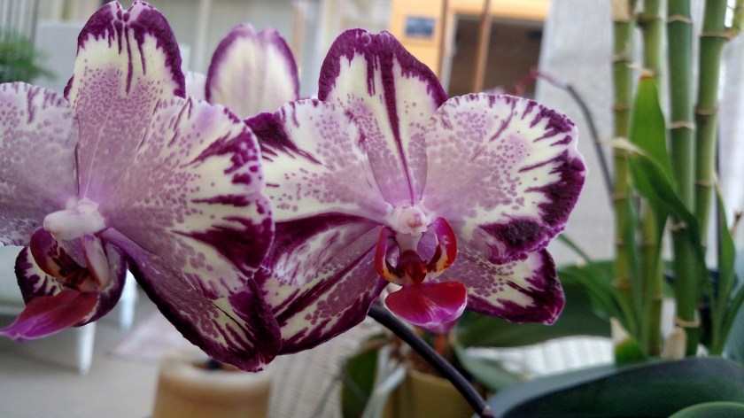 IMG_20180708_184903743