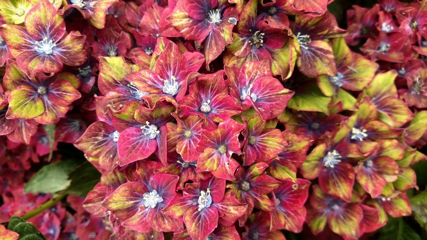 IMG_20180715_093505812