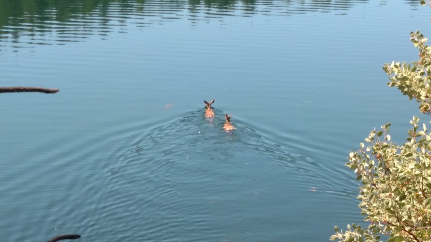 IMG_20180717_115311785