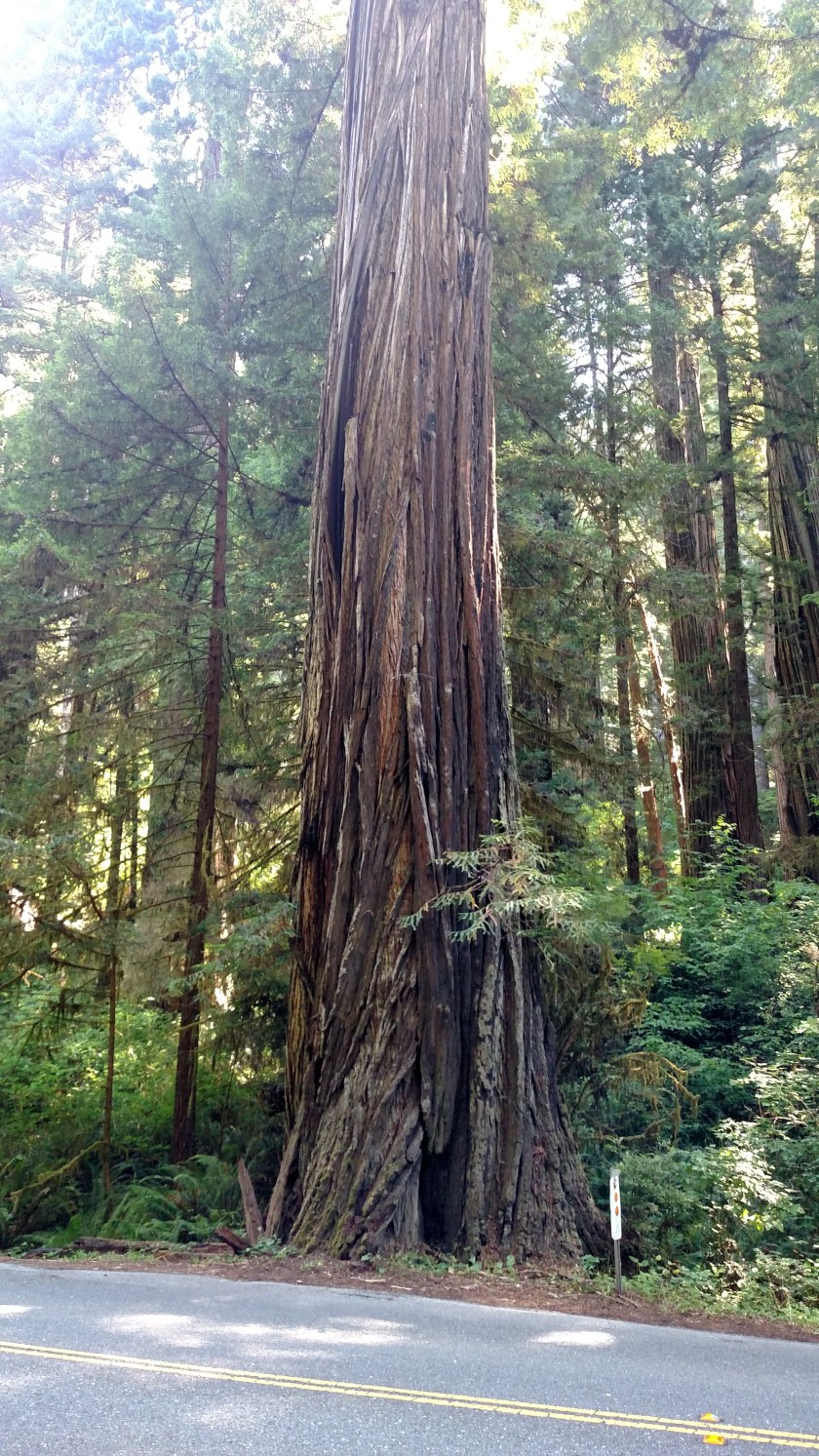 IMG_20180725_110131403