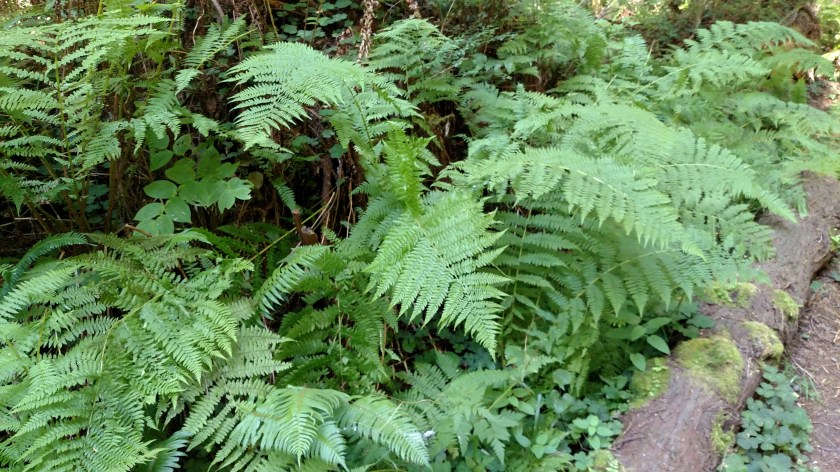 IMG_20180725_110429181