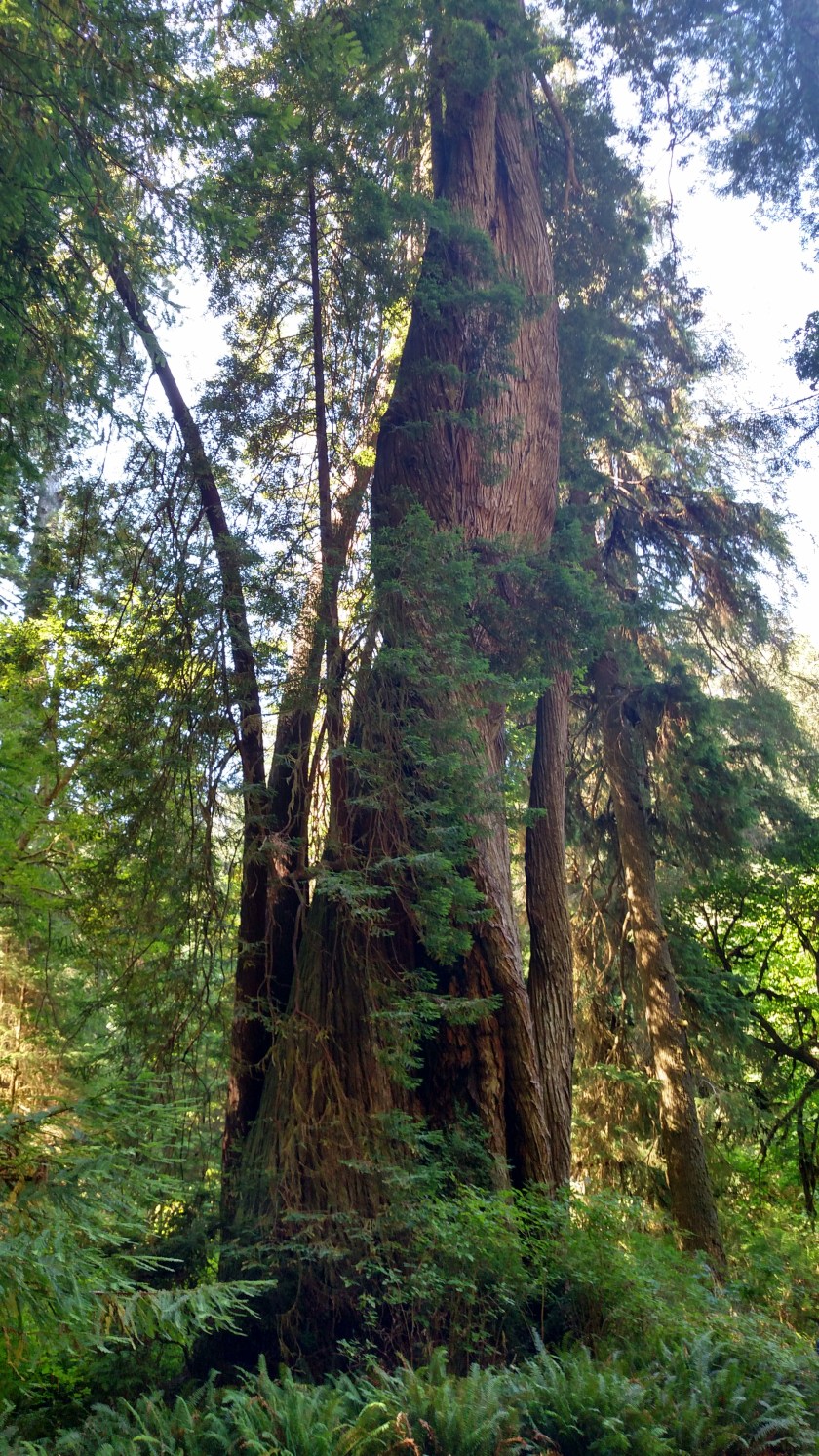 IMG_20180725_110613501_HDR