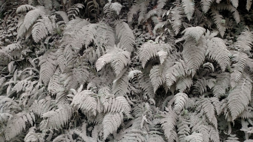 IMG_20180726_111750762