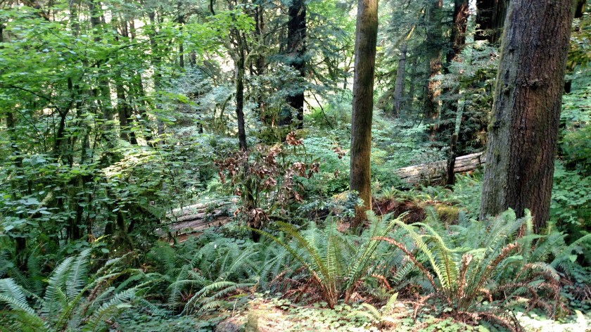 IMG_20180726_115808017