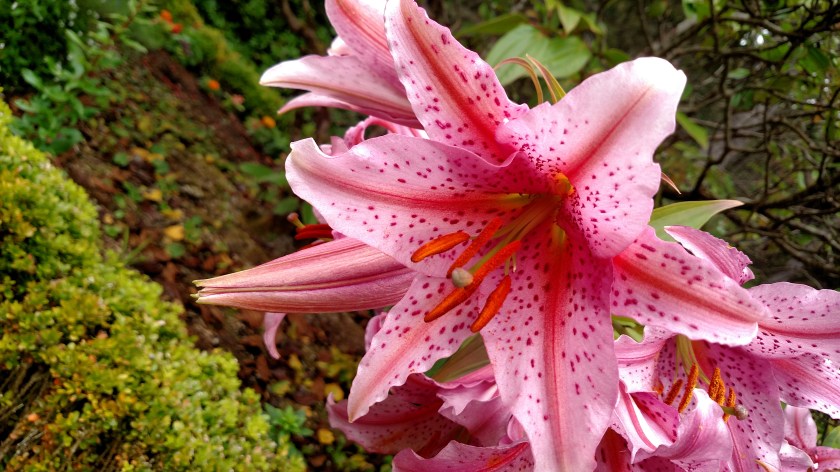 IMG_20180731_121643772