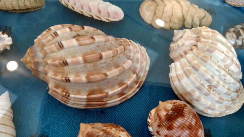 IMG_20180803_141718211_HDR