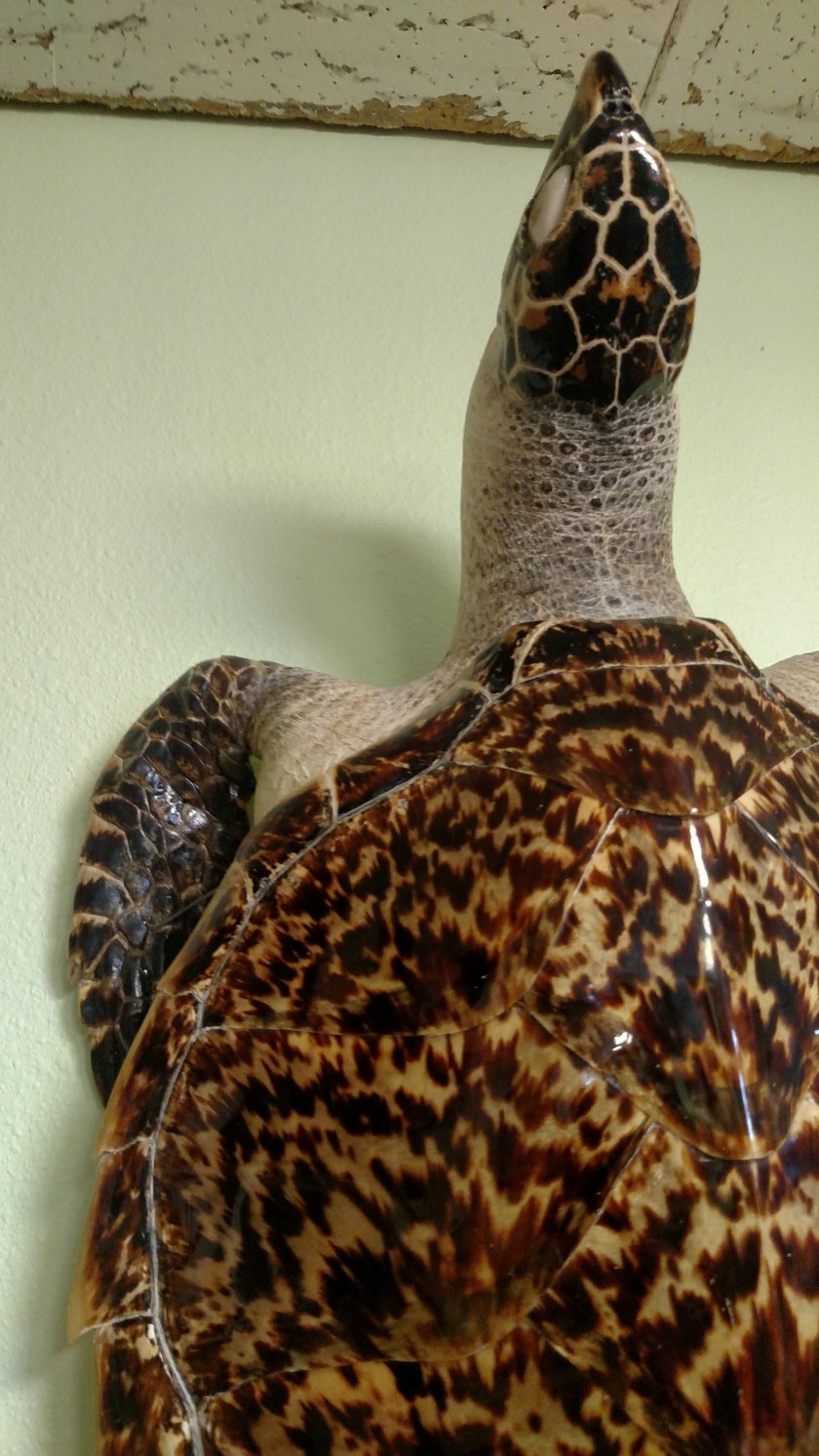 IMG_20180815_133803641