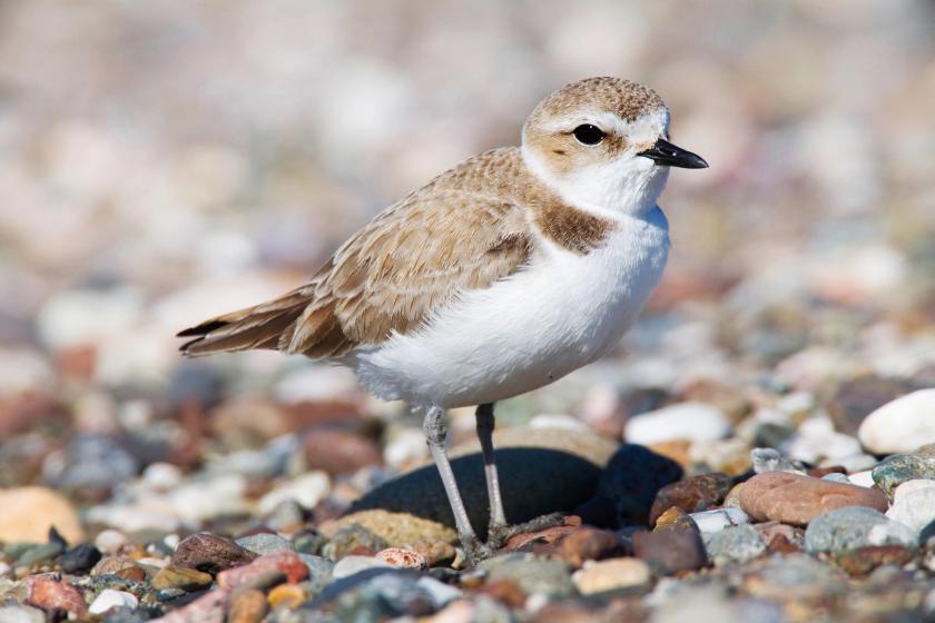 Snowy_Plover audubon.org mike baird