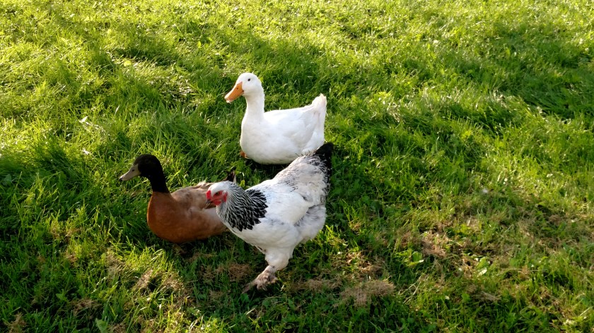 IMG_20180915_175235443