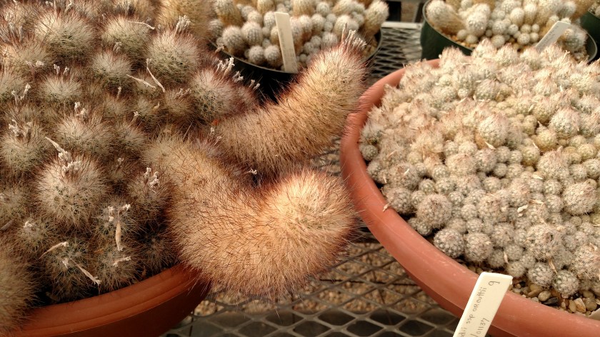 IMG_20170525_093910660