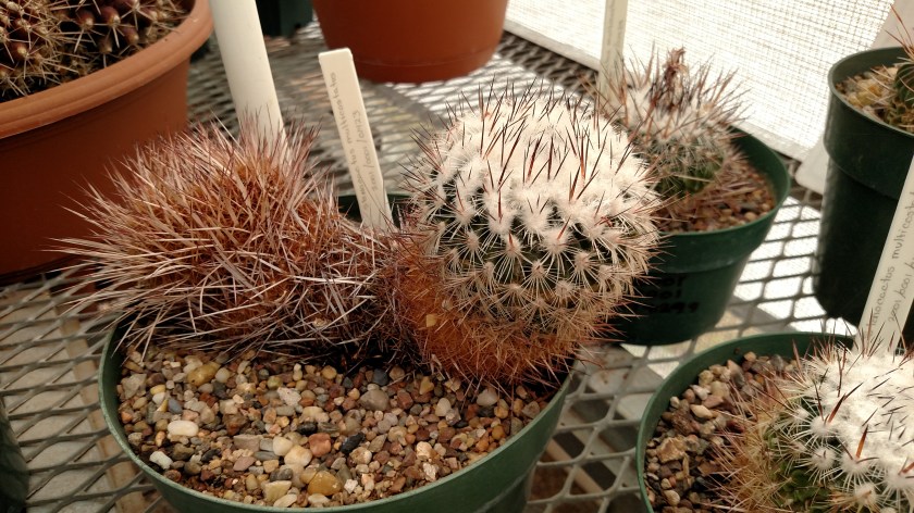 IMG_20170525_094212238