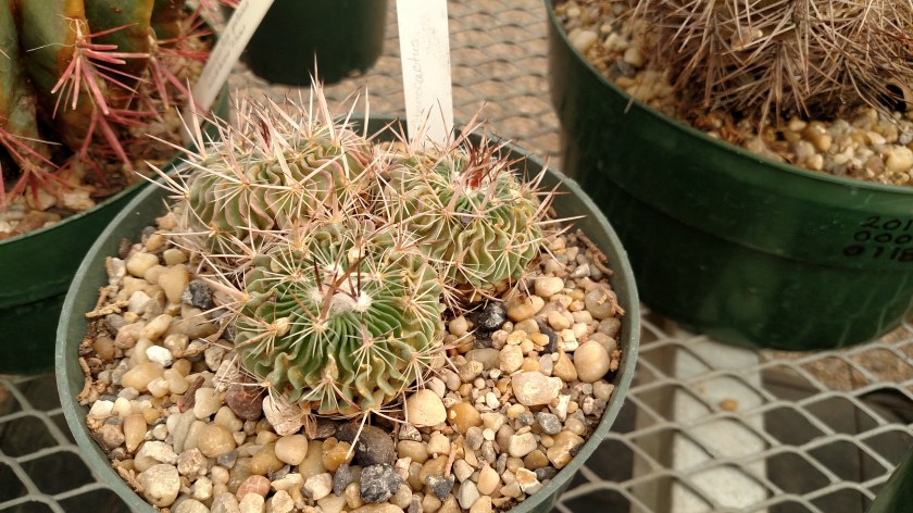 IMG_20170525_094549155