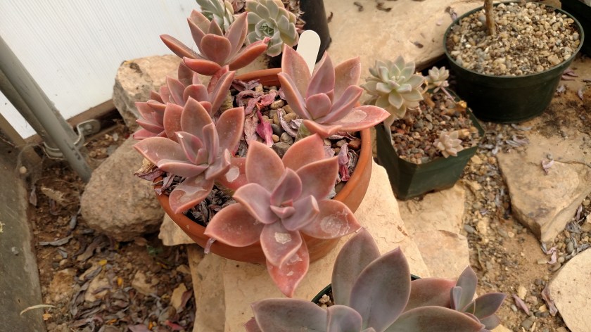 IMG_20170525_094625438