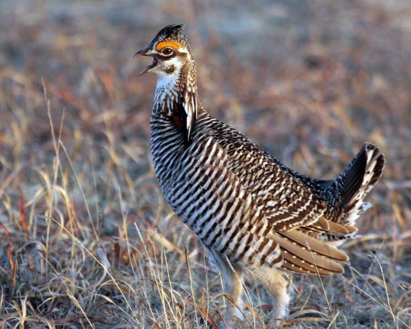Greater_Prairie-Chicken Audubon