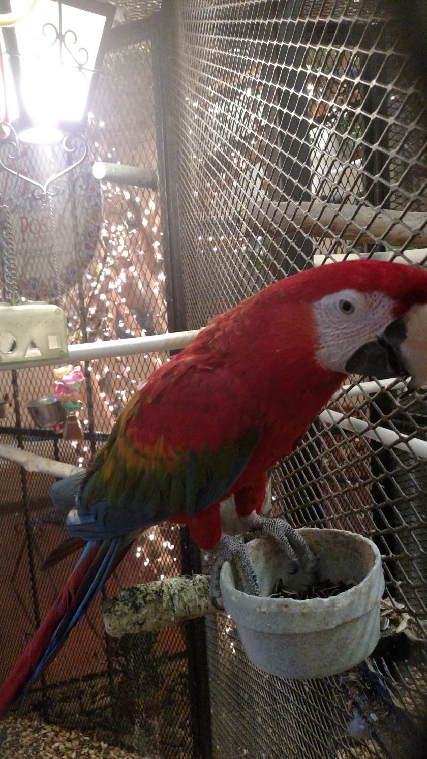 IMG_20170526_183720432