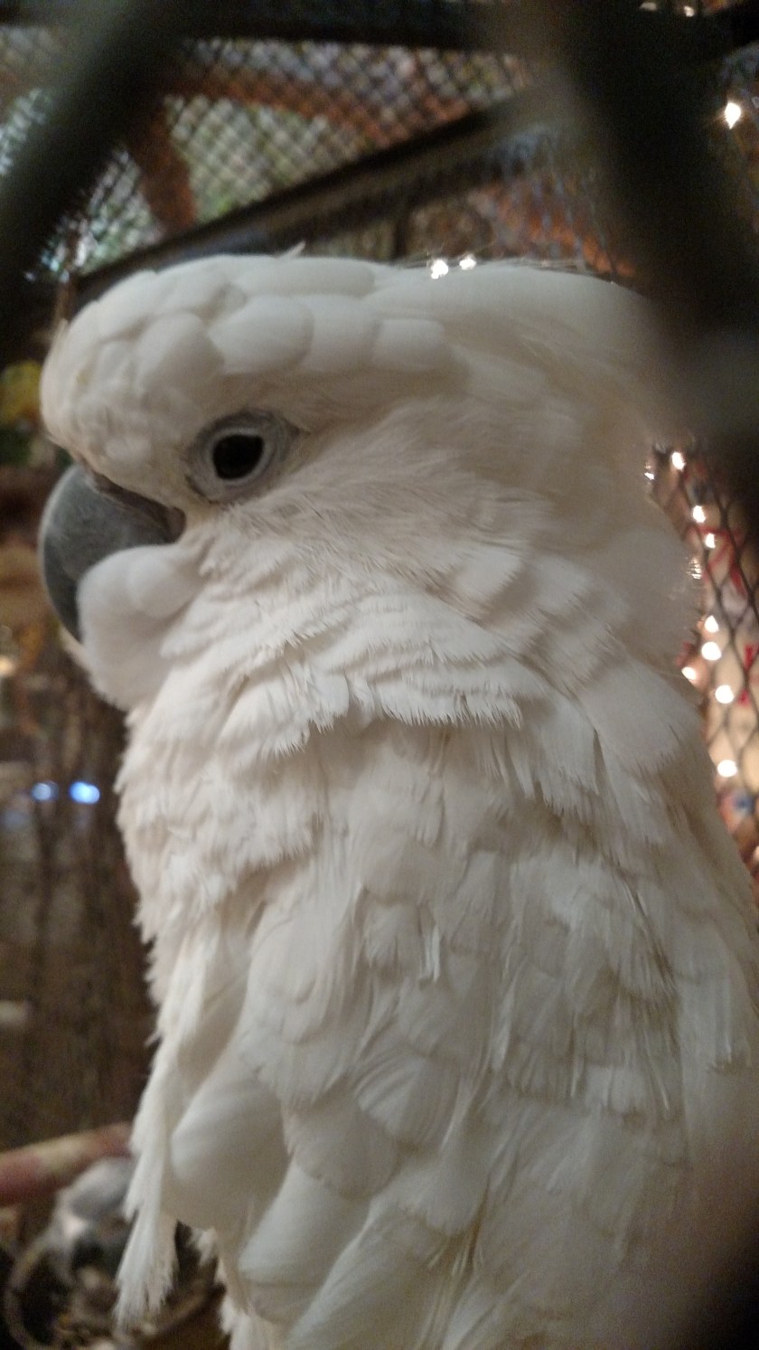 IMG_20170526_183858609