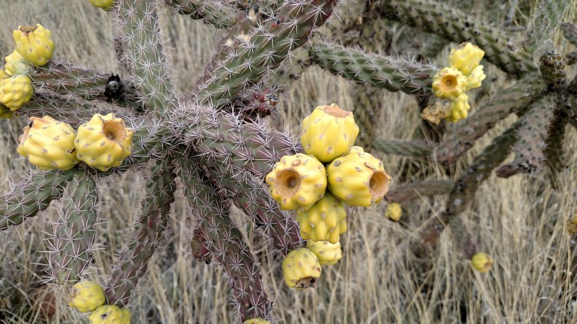 IMG_20170529_163556540