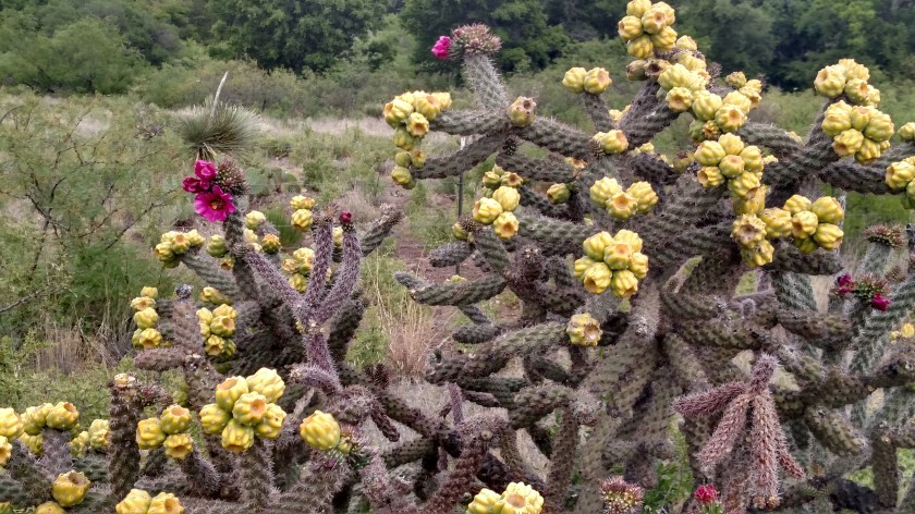 IMG_20170529_163852593_HDR