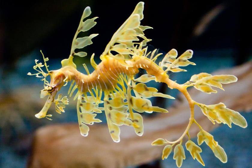 leafy-sea-dragon-fish