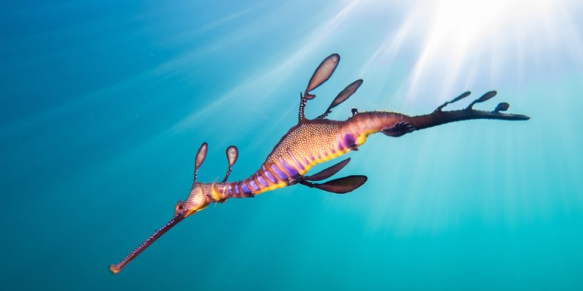 weedy_cover-1024x512