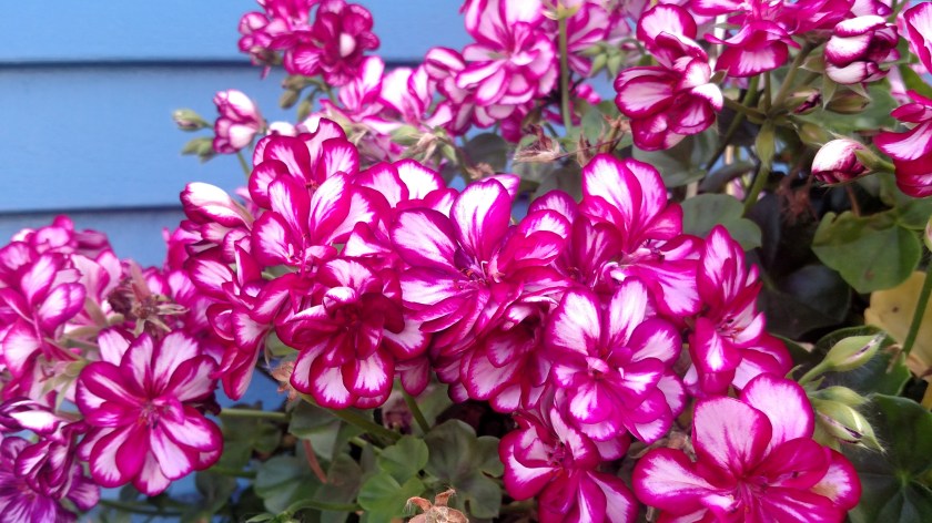 IMG_20190801_120200043