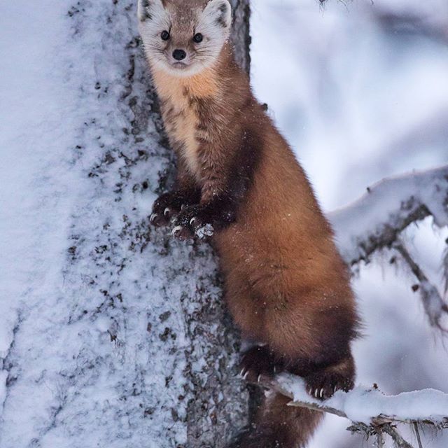 Newfoundland -Marten